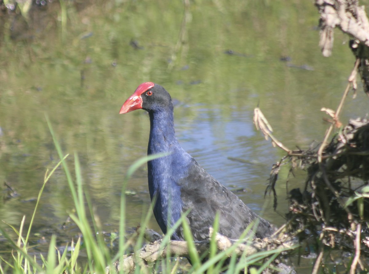 Australasian Swamphen - ML646332076