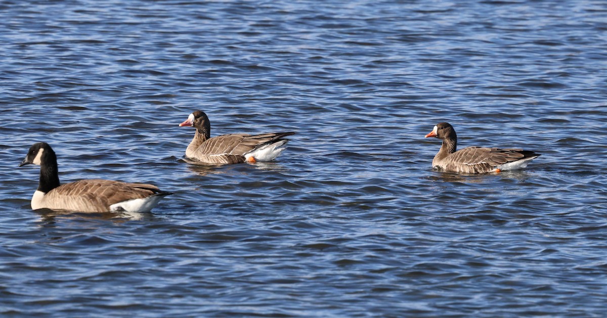 tundragås (gambelli/sponsa) - ML646332080