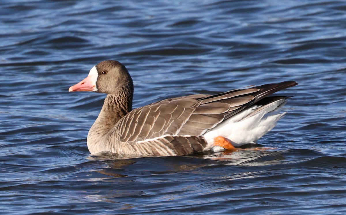 tundragås (gambelli/sponsa) - ML646332081
