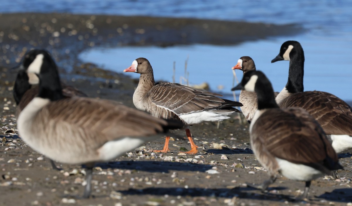 tundragås (gambelli/sponsa) - ML646332082
