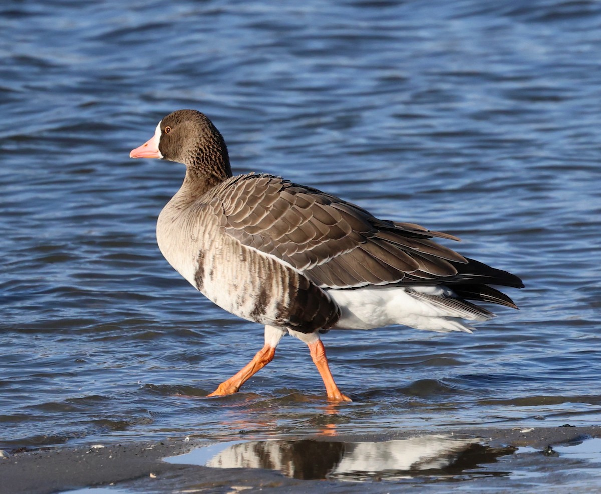 tundragås (gambelli/sponsa) - ML646332083