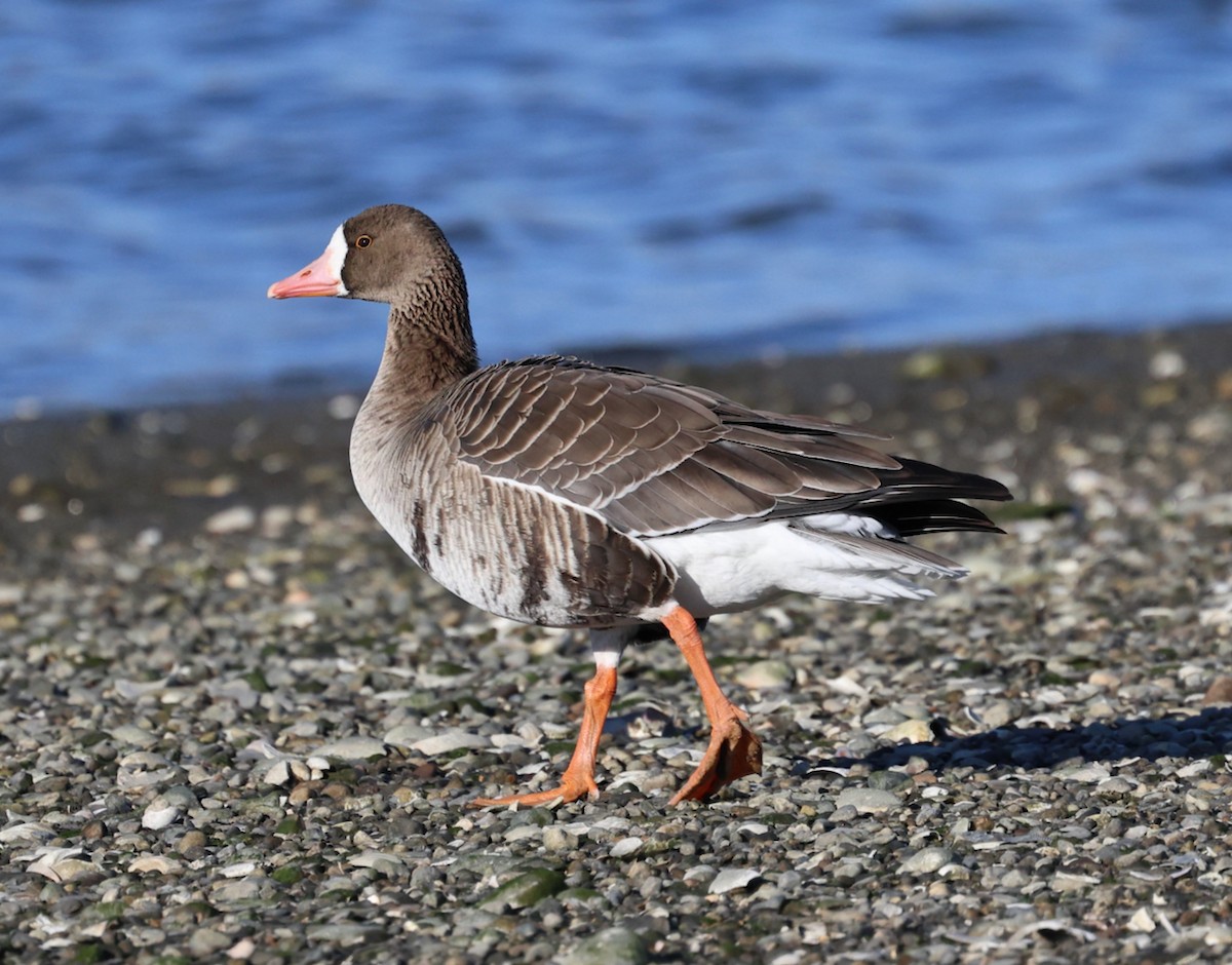 tundragås (gambelli/sponsa) - ML646332084