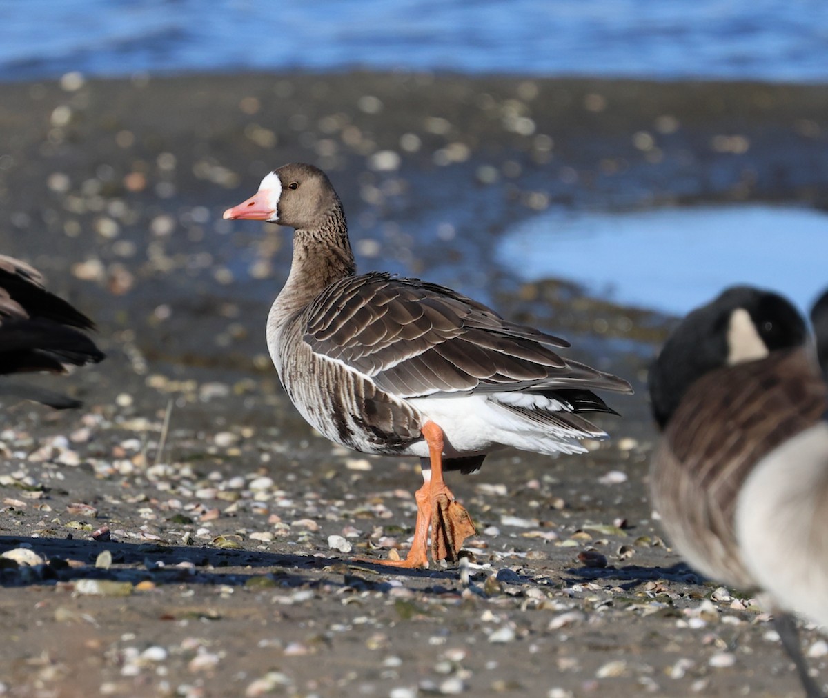 tundragås (gambelli/sponsa) - ML646332085