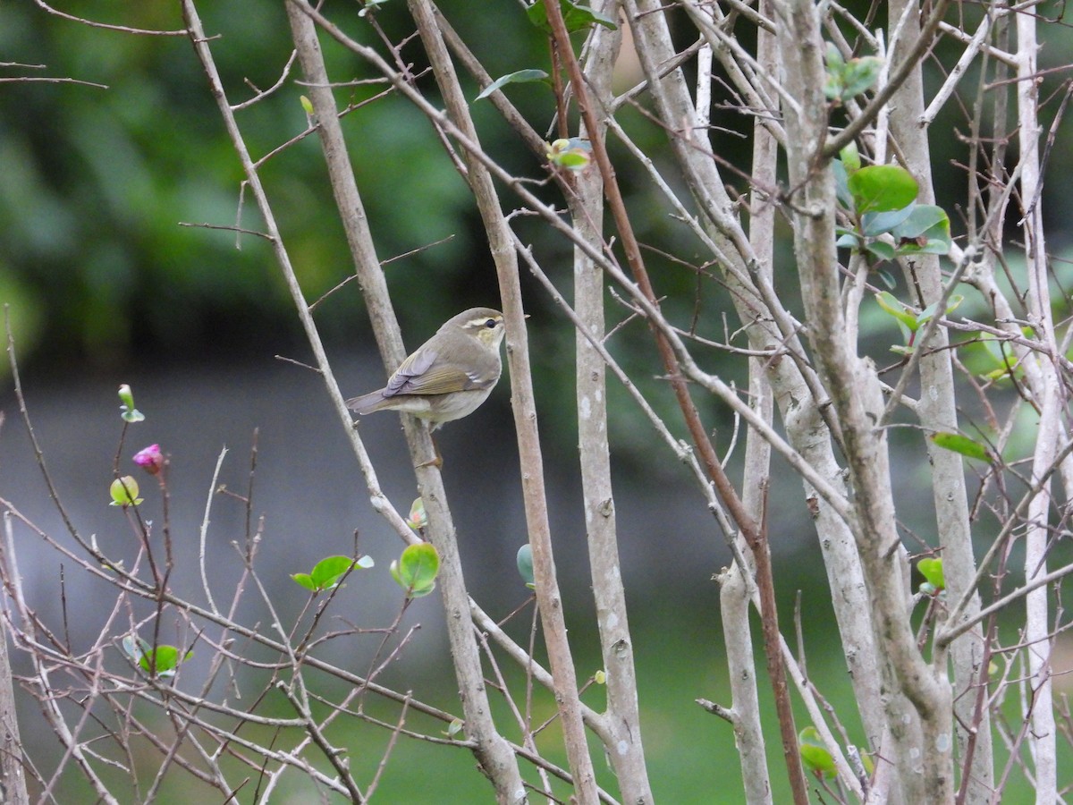 Arctic Warbler - ML646332086