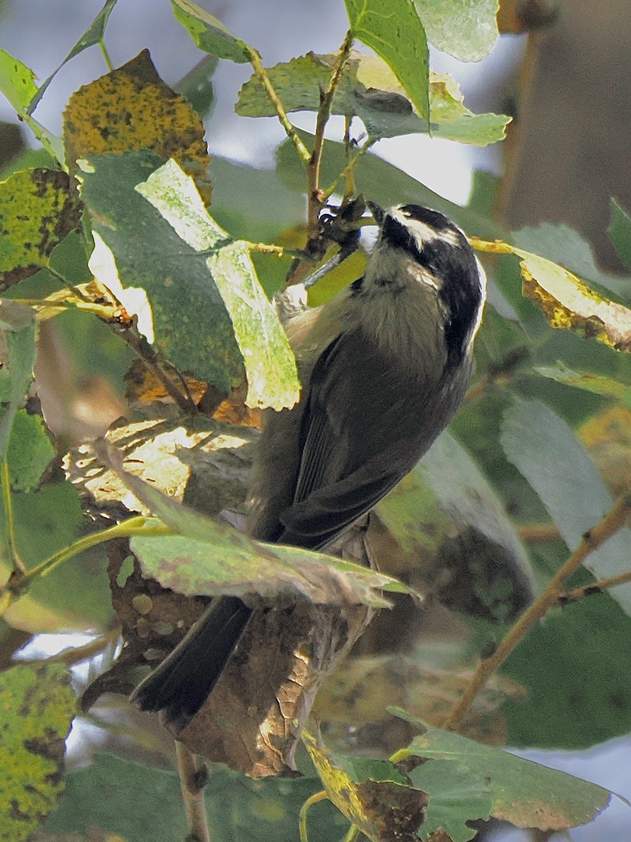 Mountain Chickadee - ML646332089