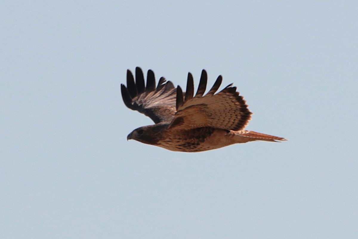 Red-tailed Hawk - ML646332091