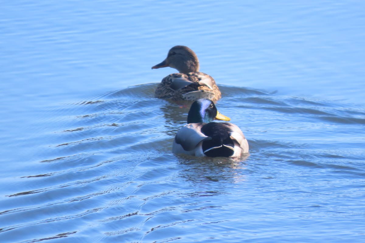 Mallard - ML646332094