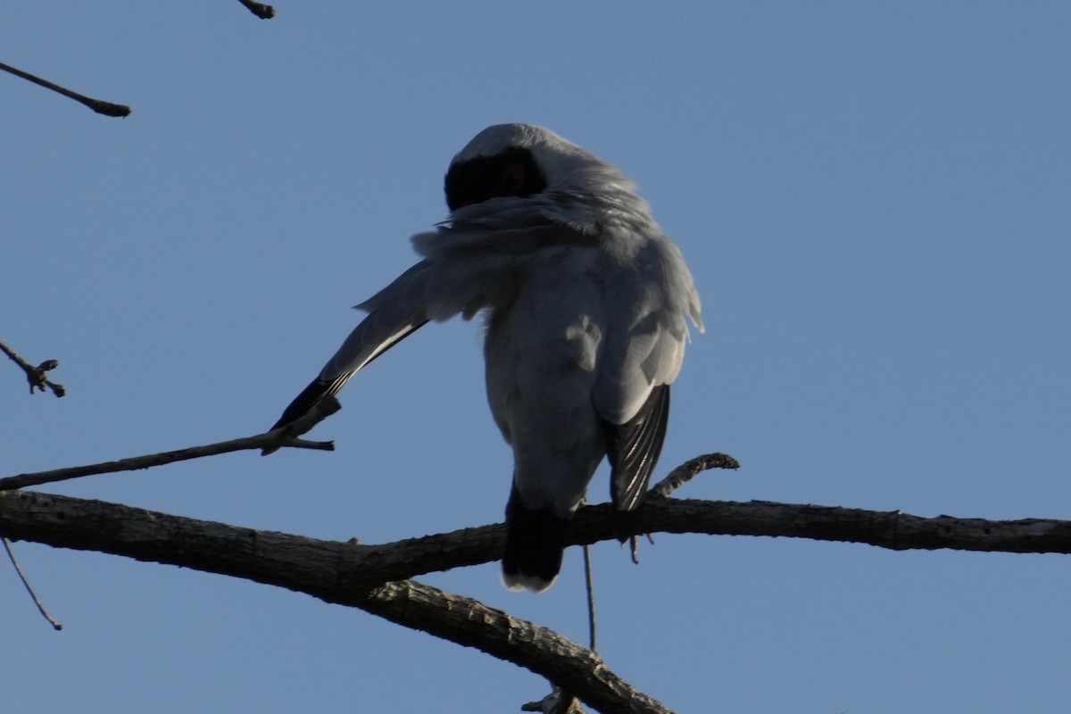 Masked Tityra - ML646332095