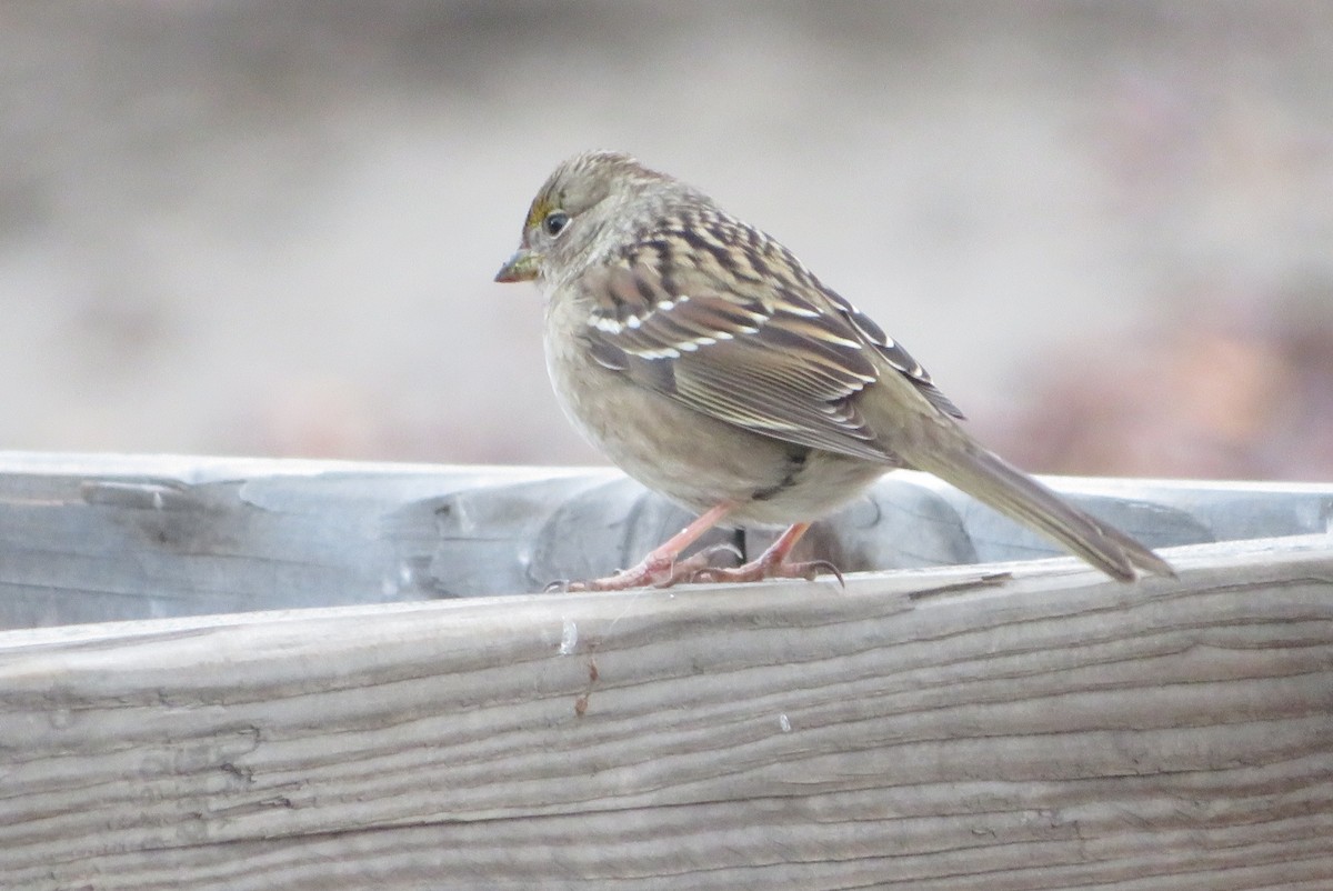 Golden-crowned Sparrow - ML646332096