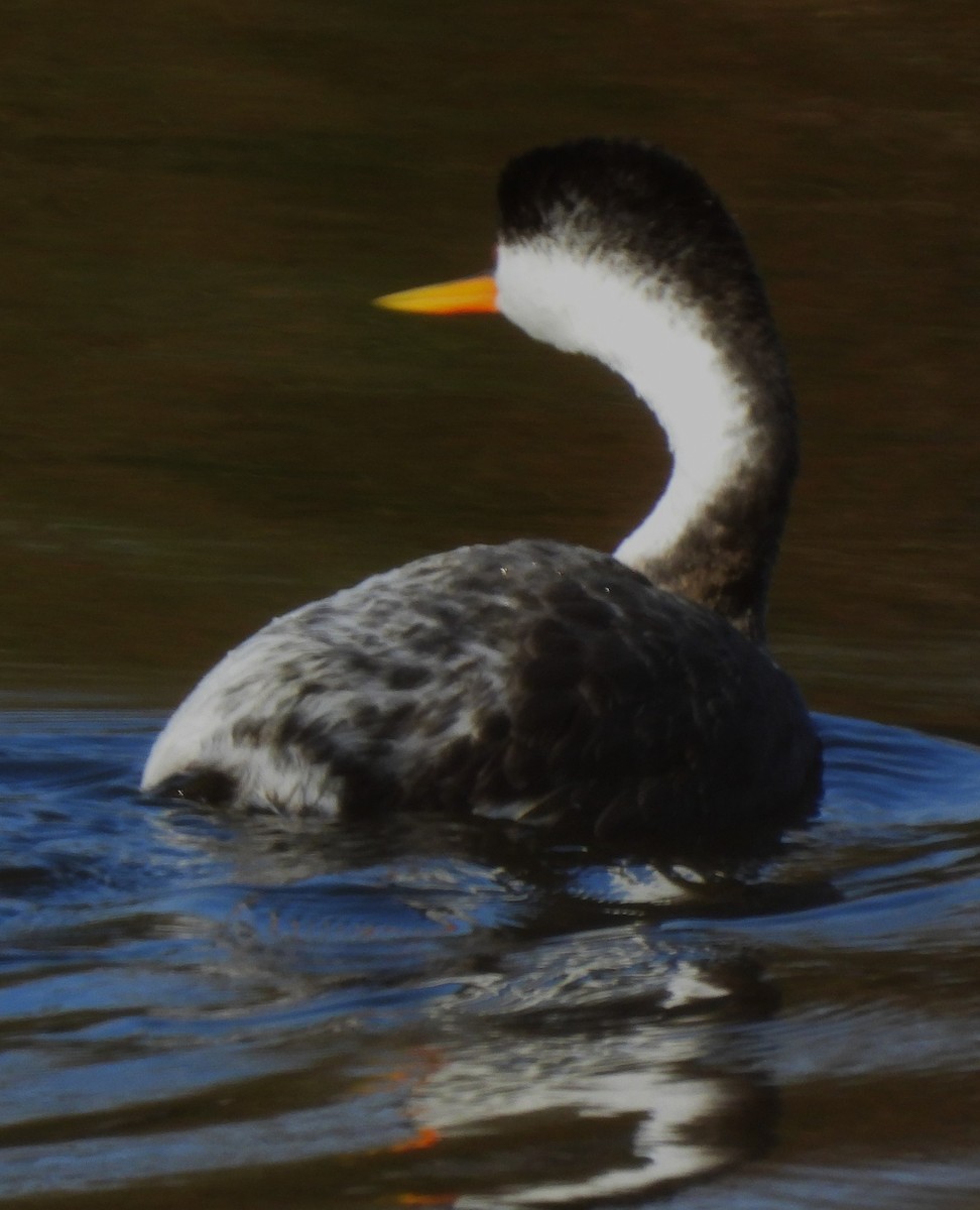 Western/Clark's Grebe - ML646332097