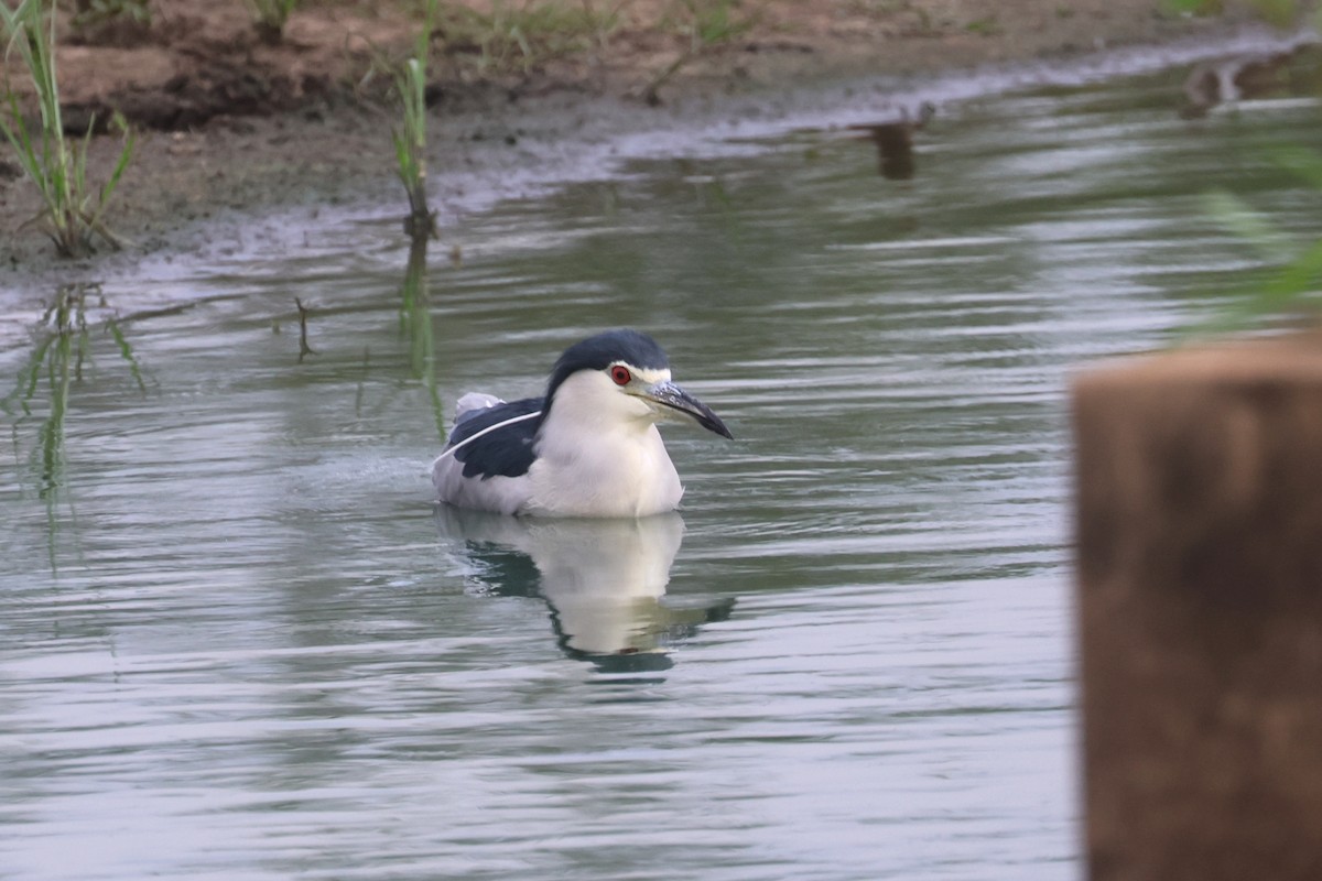 Black-crowned Night Heron - ML646332098