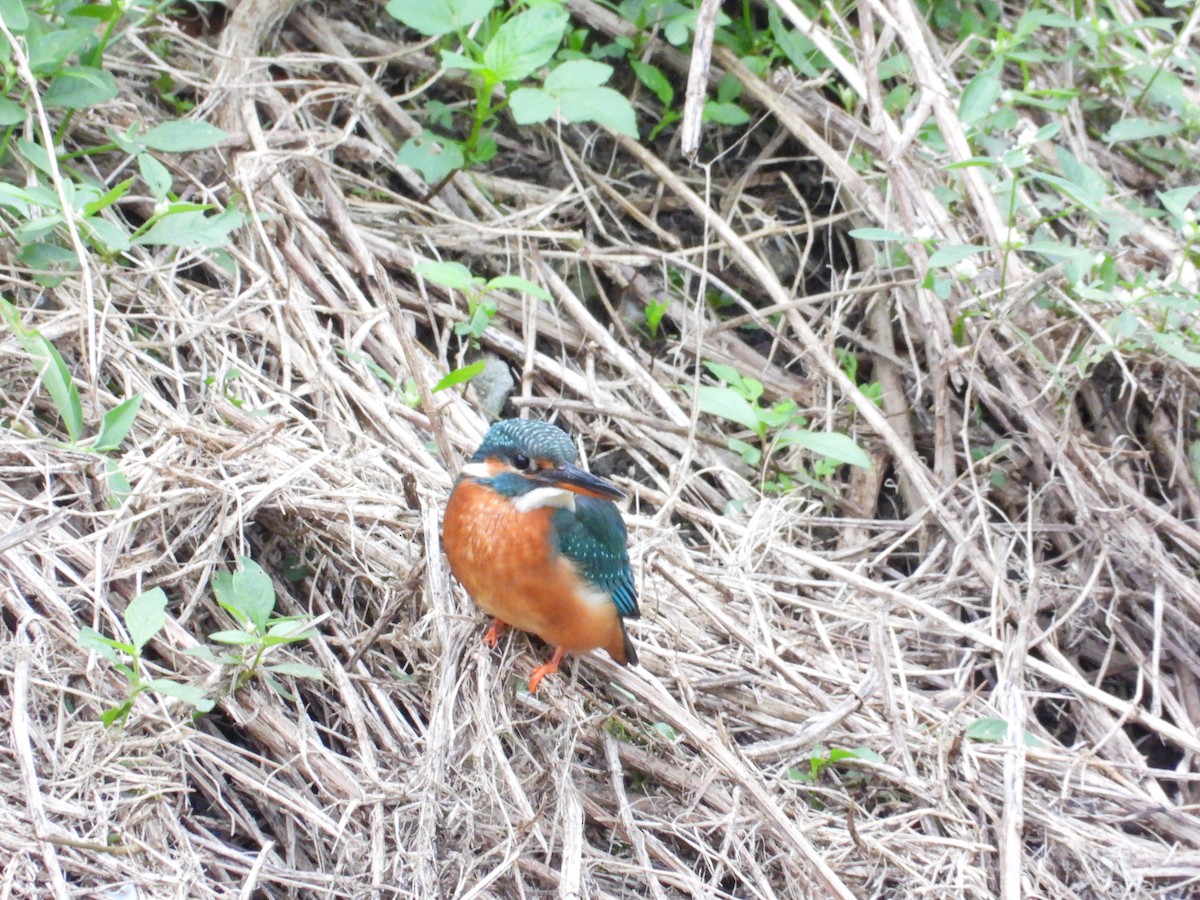 Common Kingfisher - ML646332099