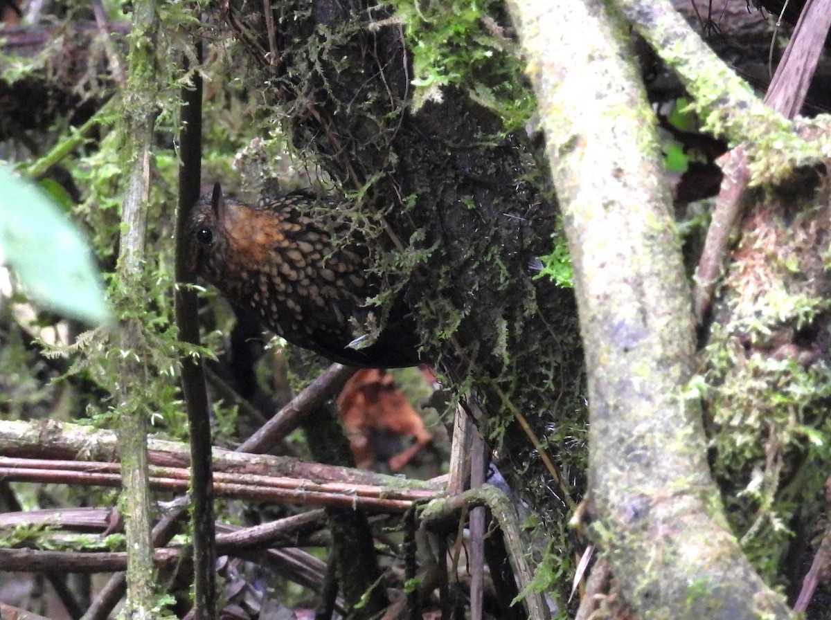 Spotted Barbtail - ML646332102