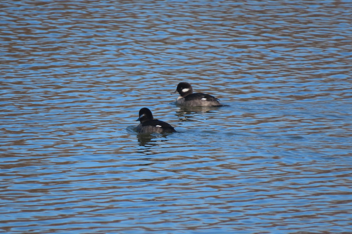 Bufflehead - ML646332103