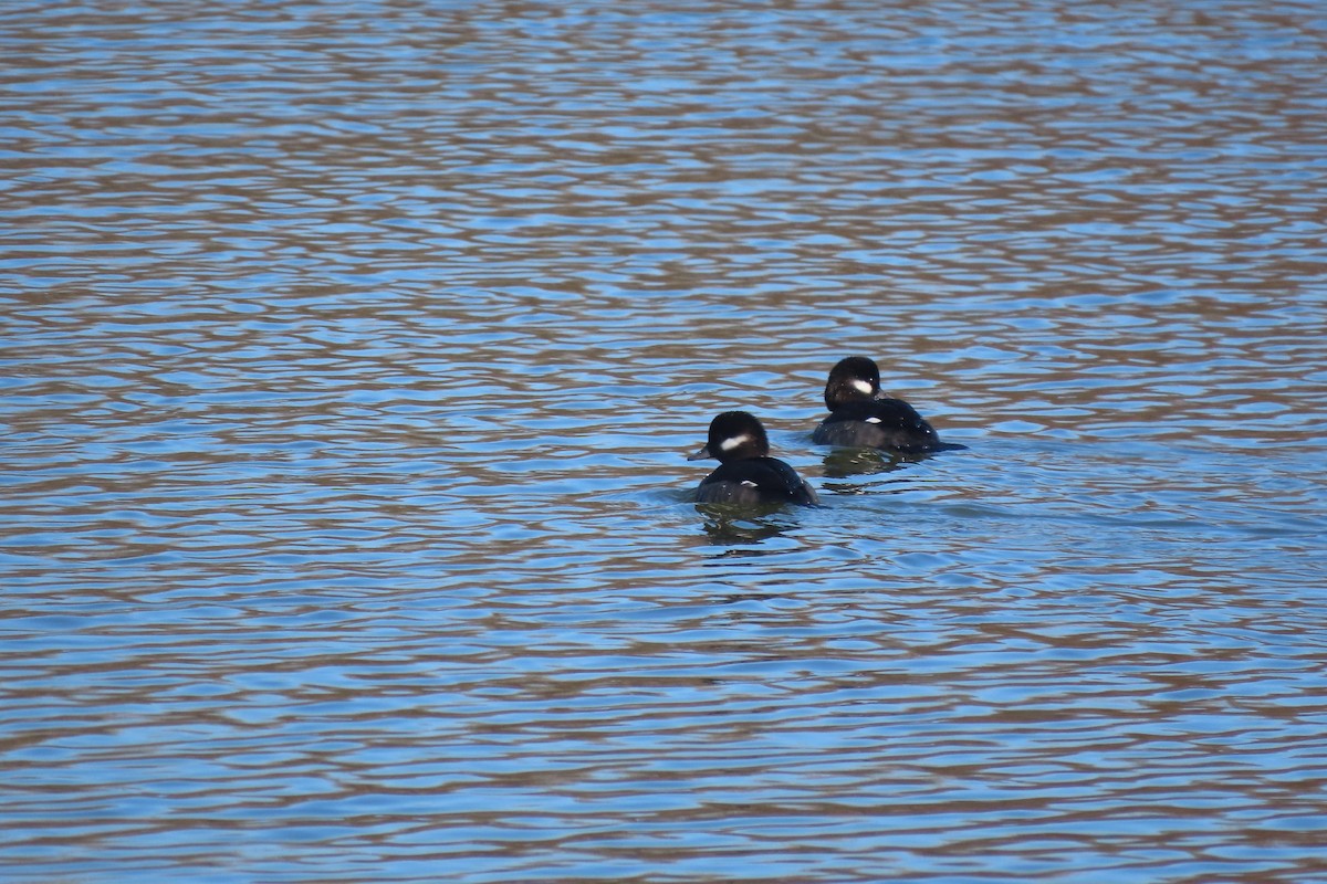 Bufflehead - ML646332104