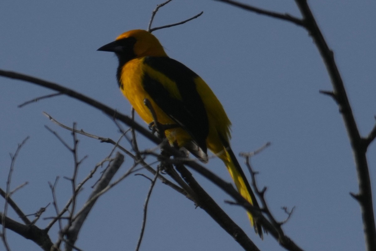 Yellow-tailed Oriole - ML646332105