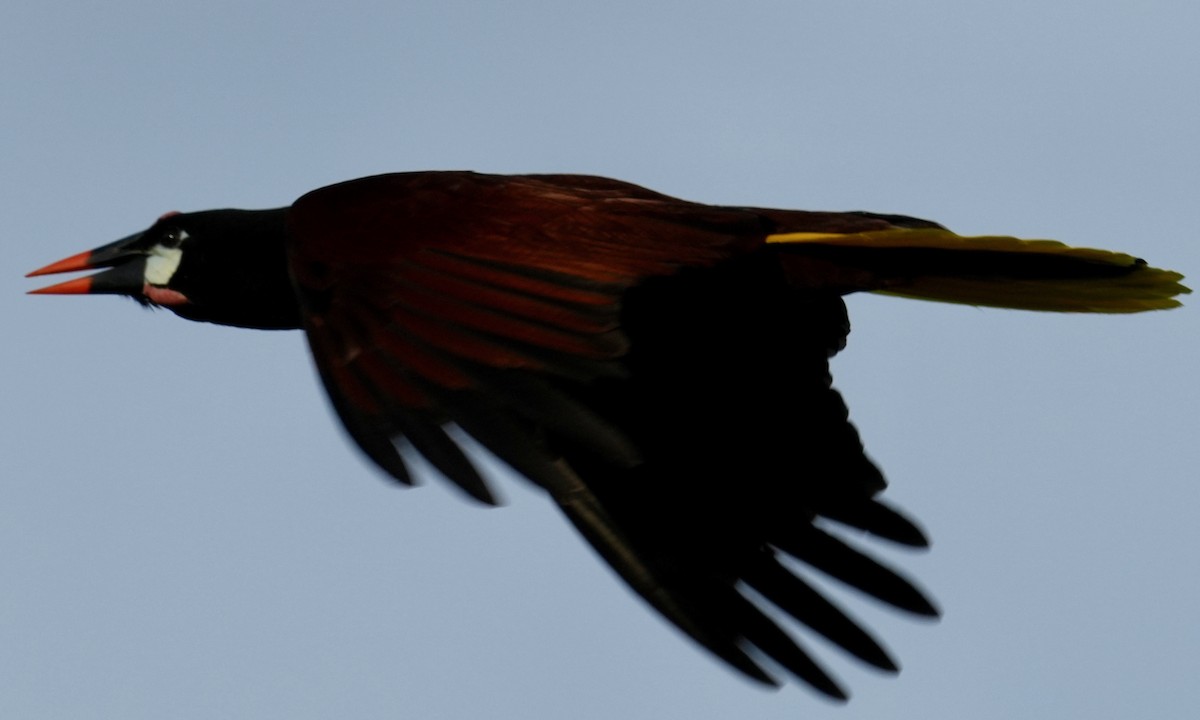 Montezuma Oropendola - ML646332106