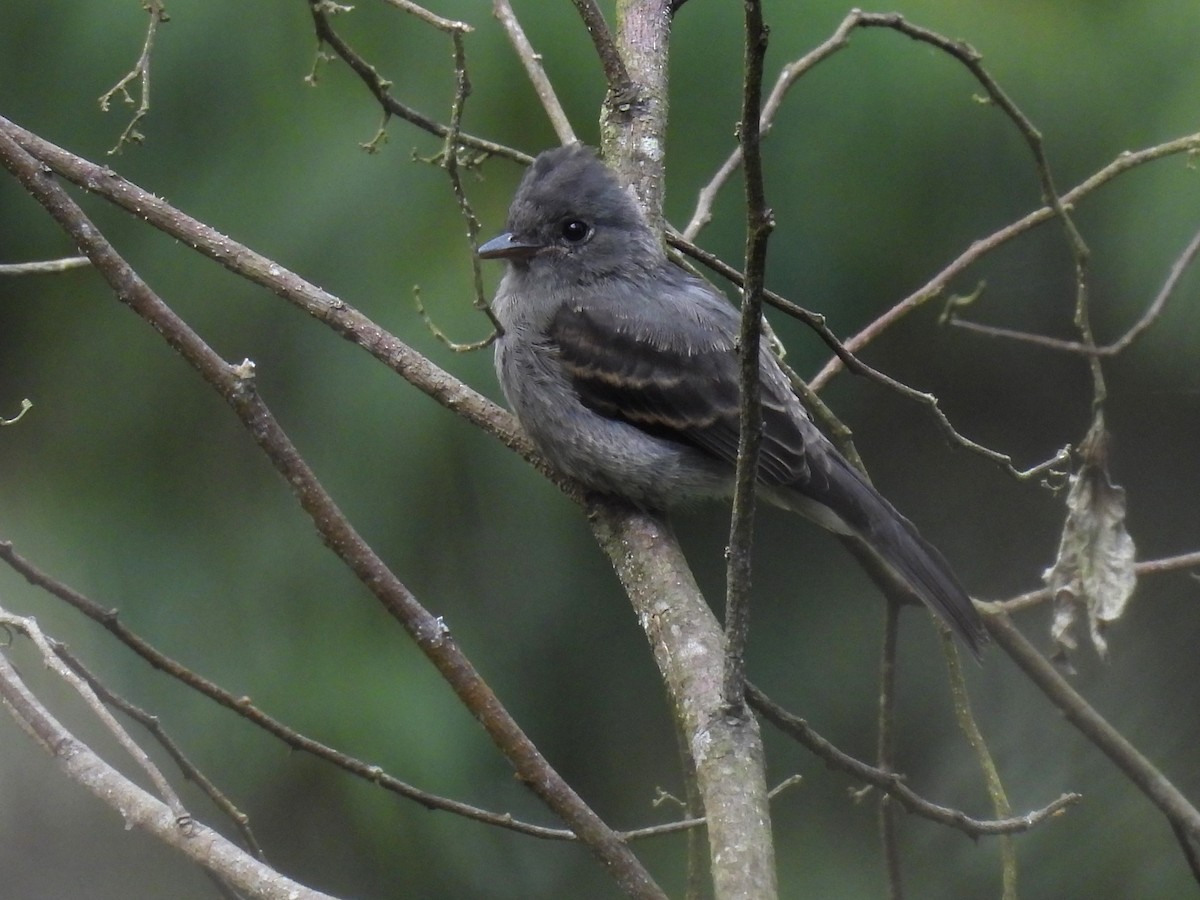 Smoke-colored Pewee - ML646332107