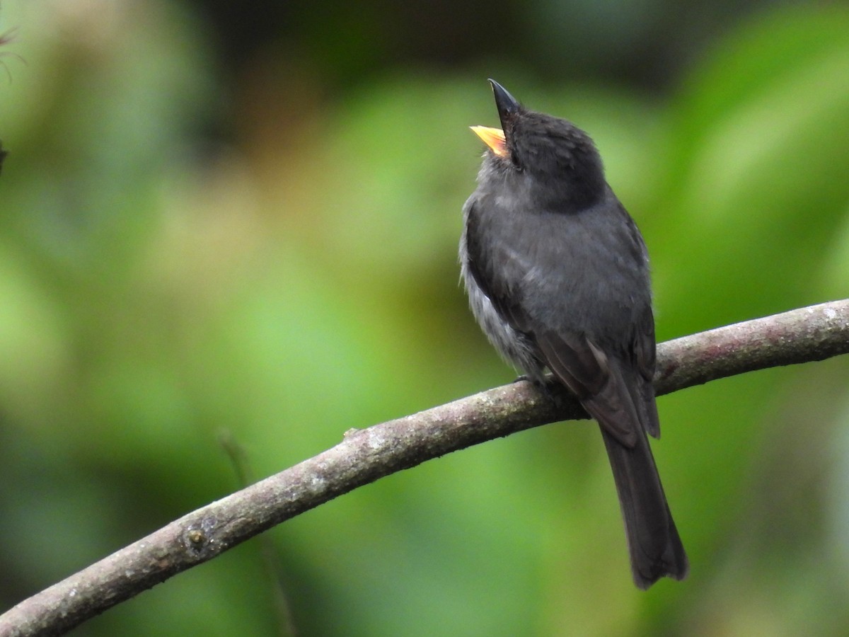 Smoke-colored Pewee - ML646332108