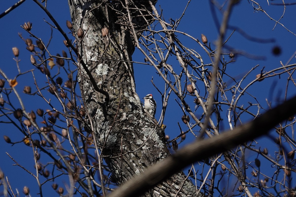 Downy Woodpecker - ML646332114