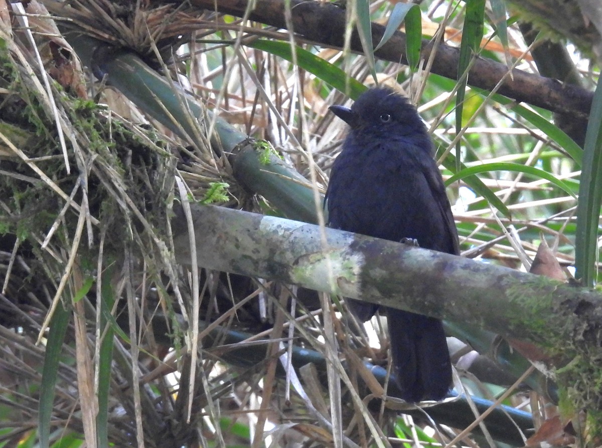 Uniform Antshrike - ML646332117