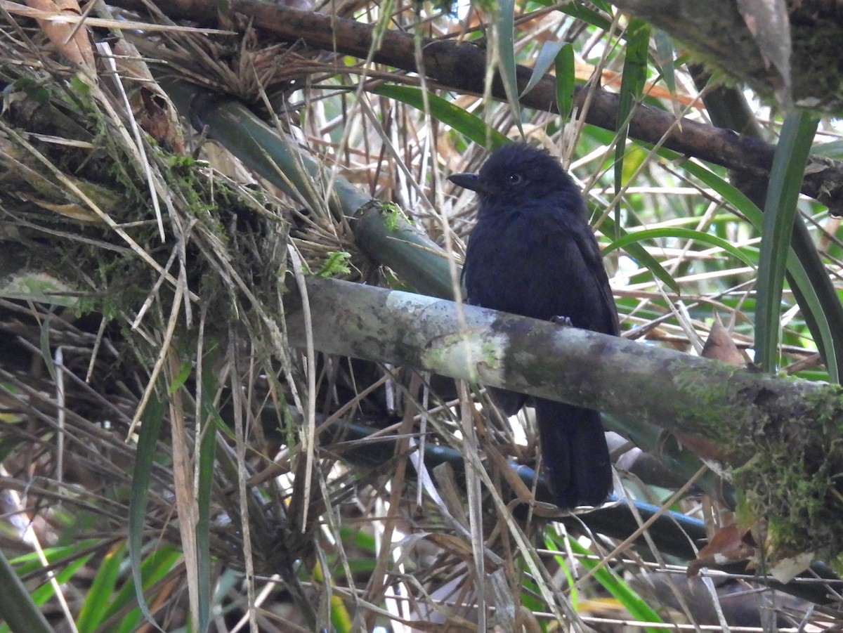 Uniform Antshrike - ML646332118