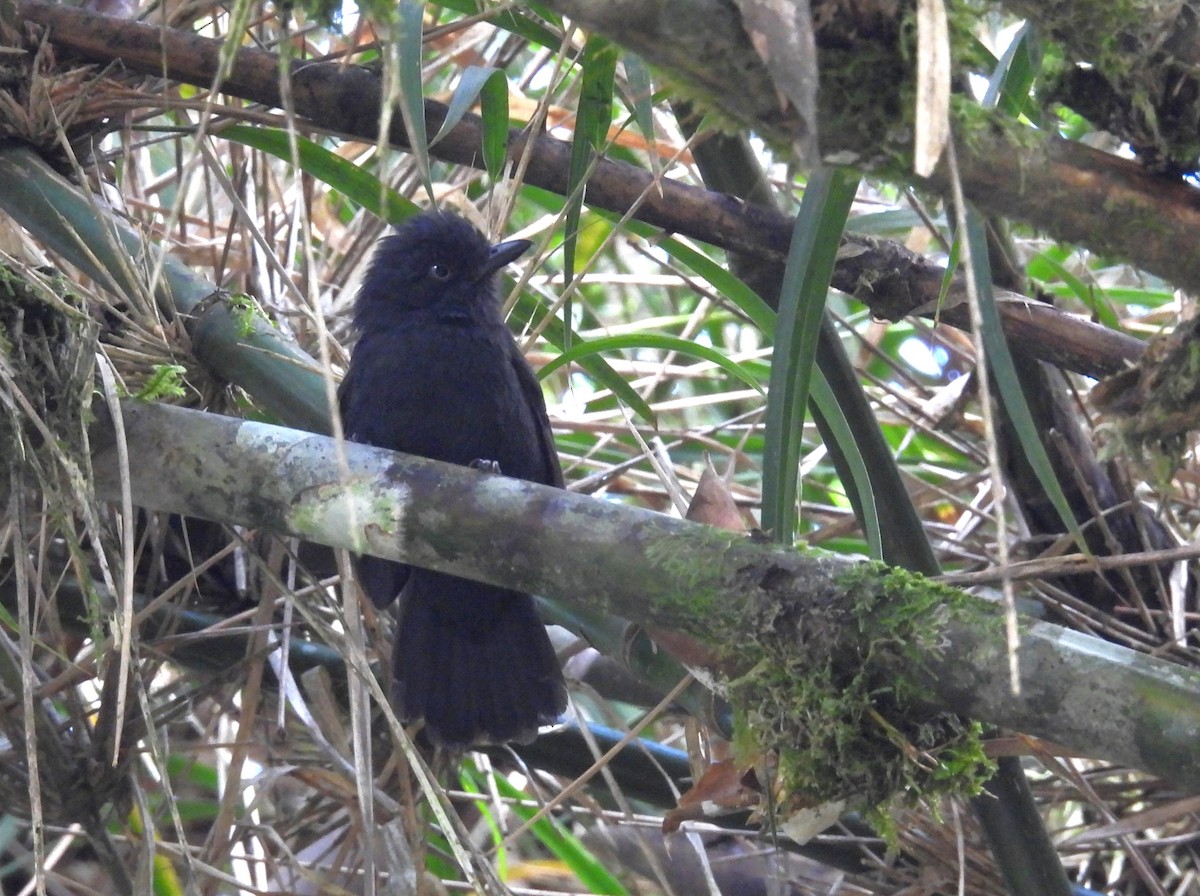 Uniform Antshrike - ML646332119