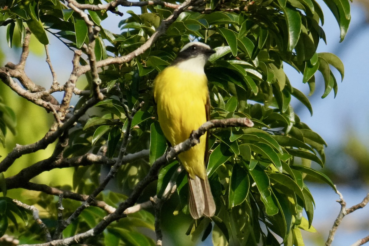 Great Kiskadee - ML646332123