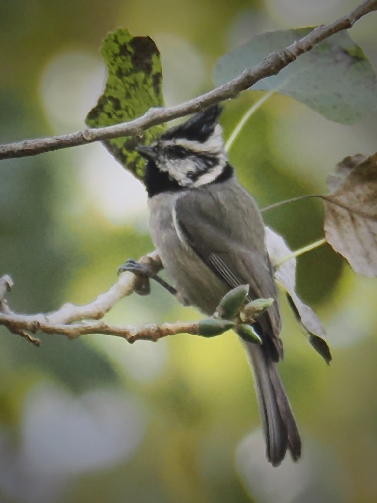 Brillenmeise - ML646332124