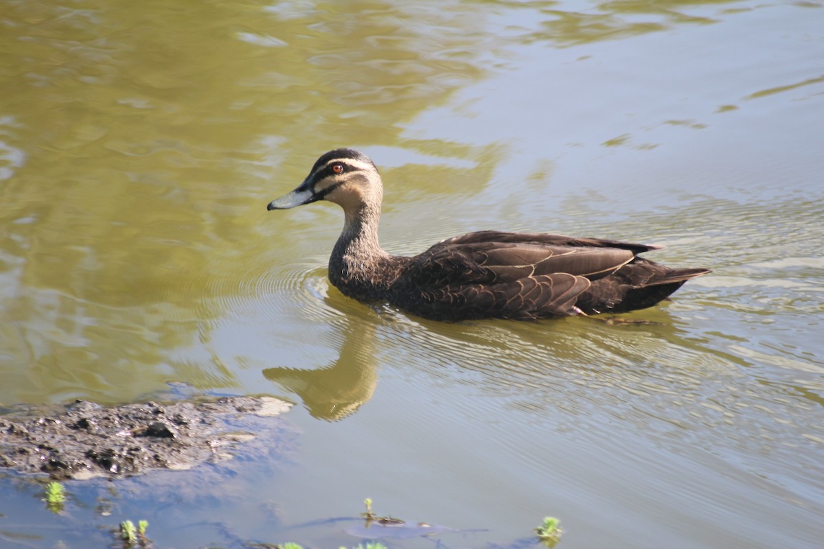Pacific Black Duck - ML646332127