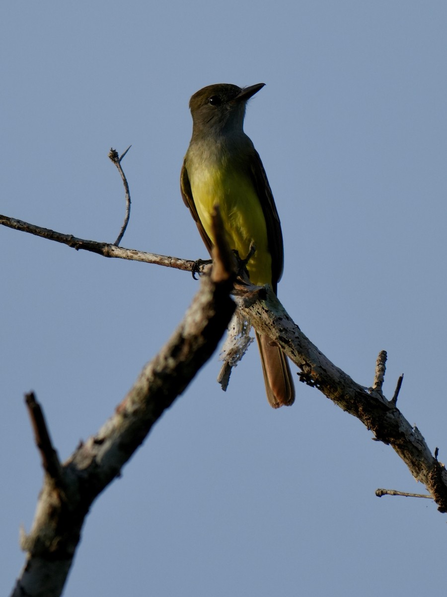 Great Crested Flycatcher - ML646332130