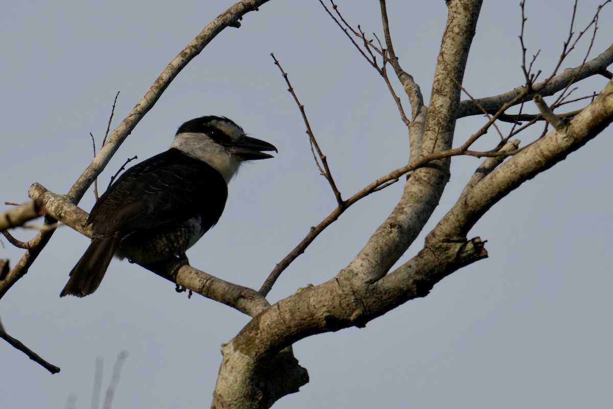 White-necked Puffbird - ML646332138
