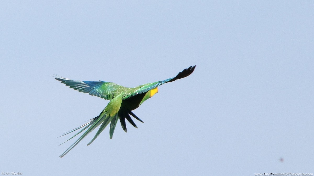 gulstrupeparakitt - ML646332139