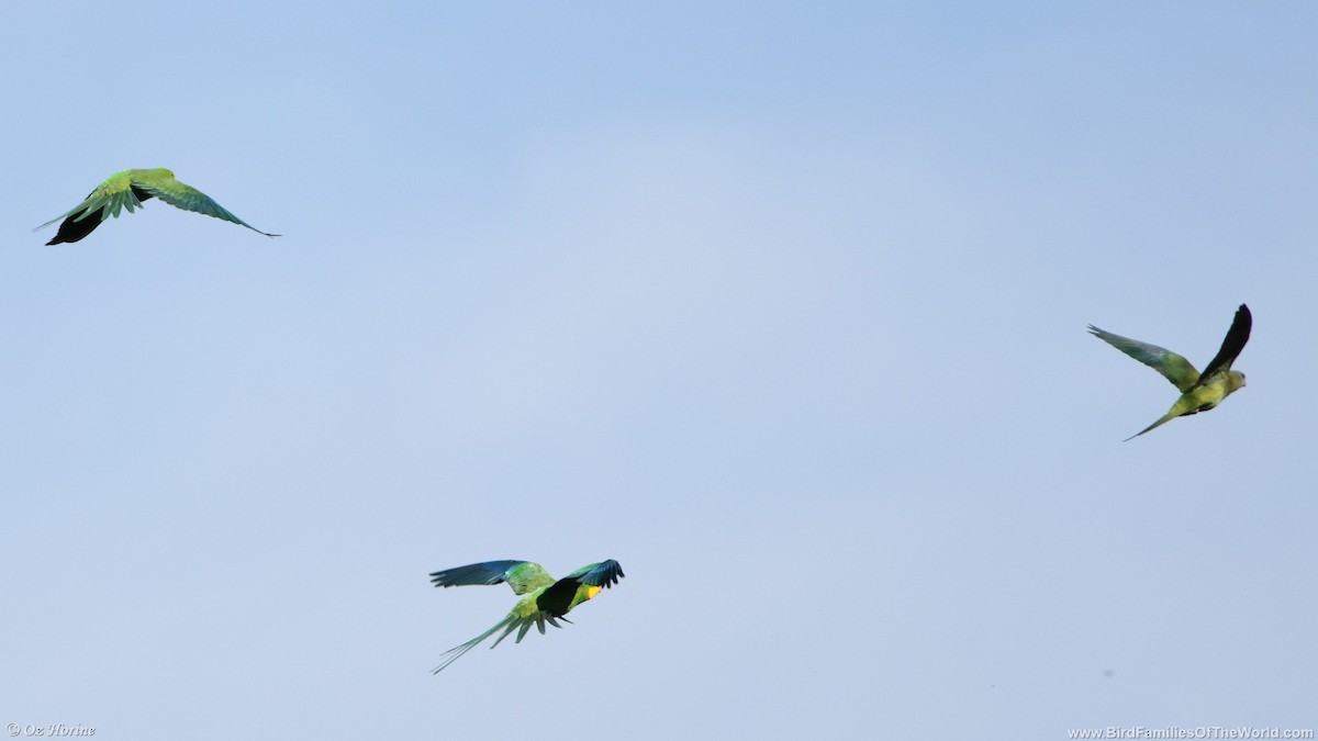 gulstrupeparakitt - ML646332140