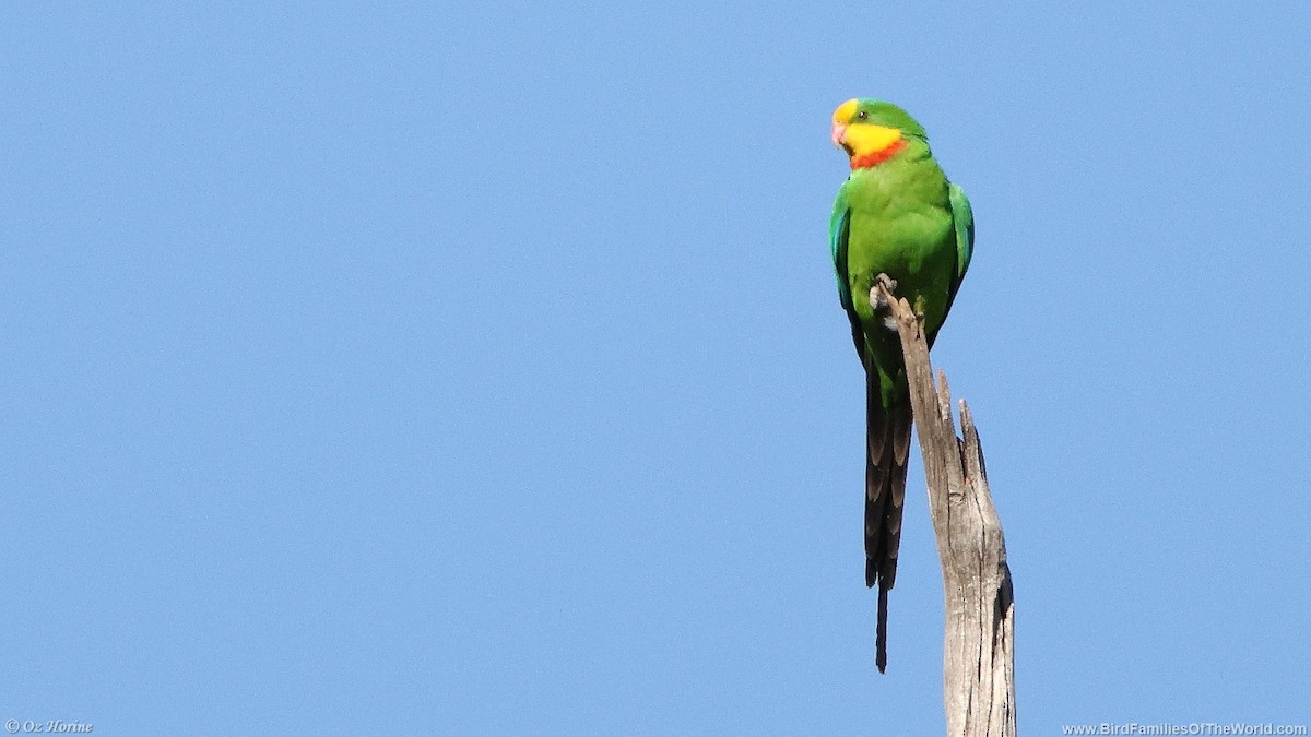 gulstrupeparakitt - ML646332141