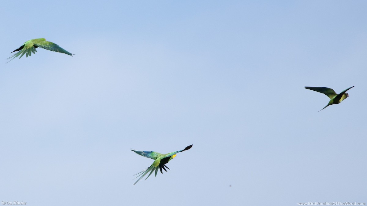 gulstrupeparakitt - ML646332142