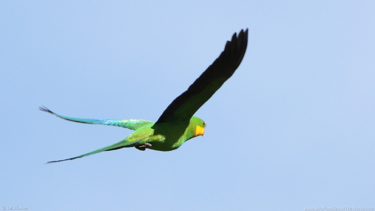 gulstrupeparakitt - ML646332143