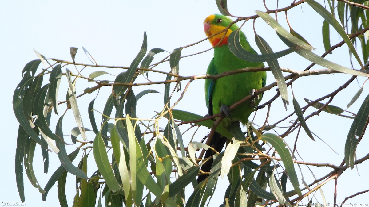 gulstrupeparakitt - ML646332144