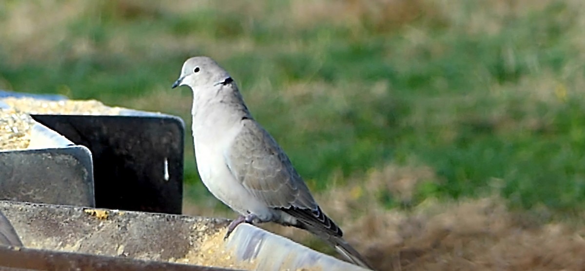 Tourterelle turque - ML646332148