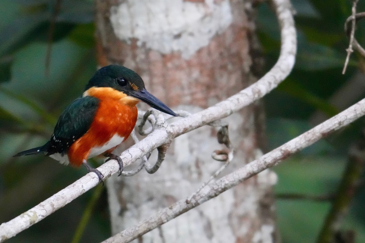 bronseisfugl - ML646332149