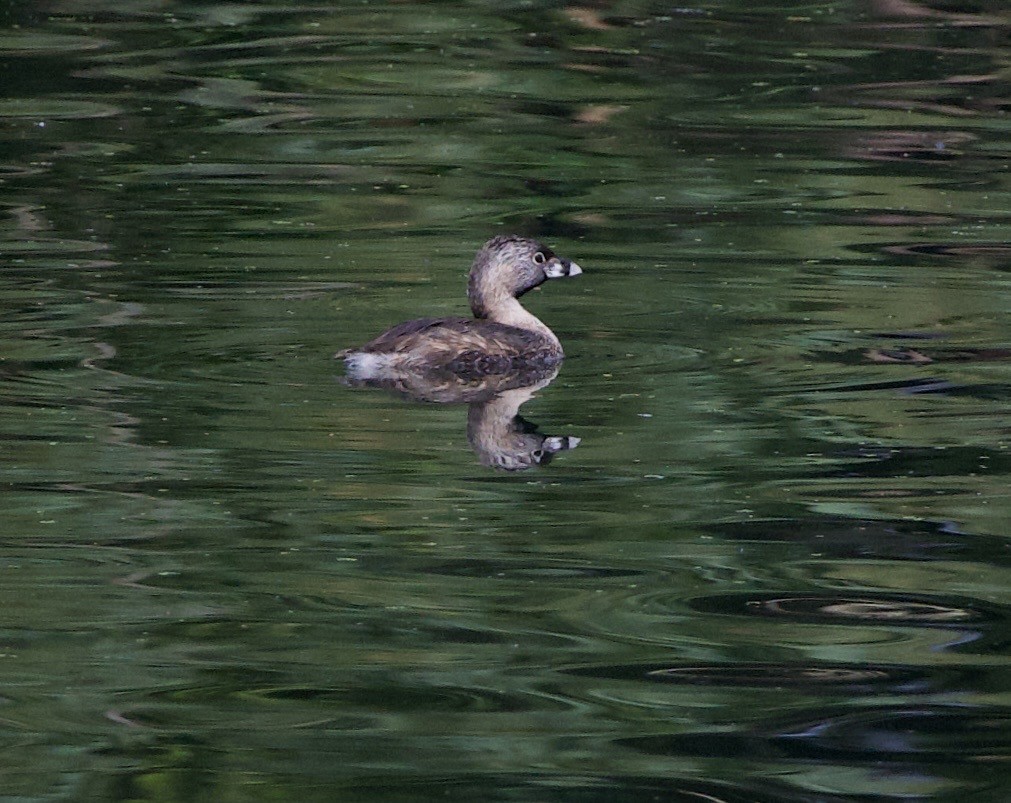 Pied-billed Grebe - ML646332150