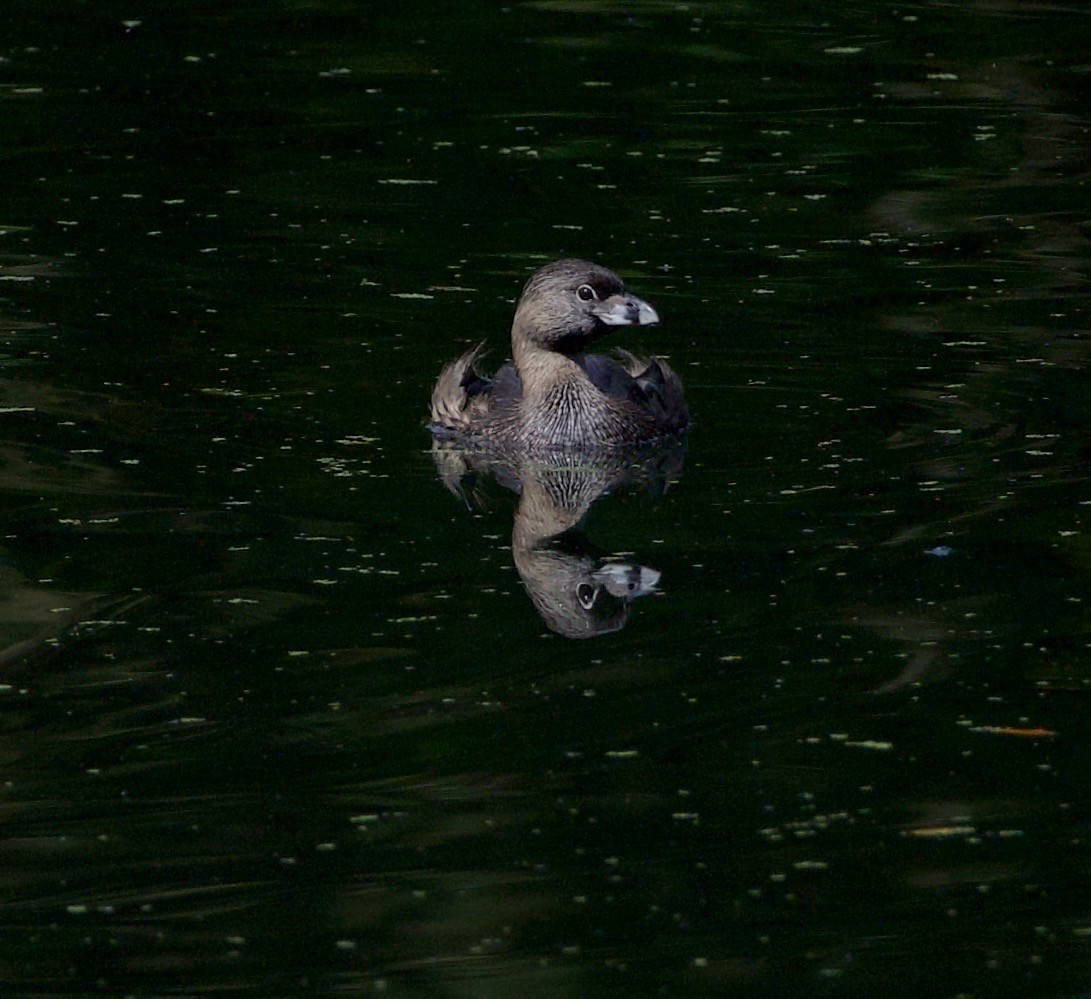 Pied-billed Grebe - ML646332151
