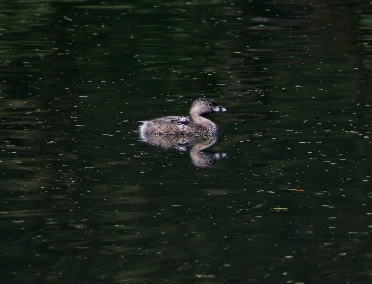 Pied-billed Grebe - ML646332152