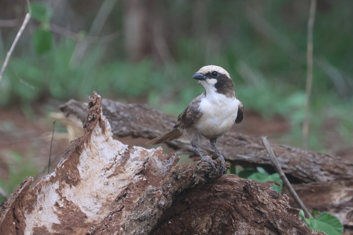 Weißscheitelwürger - ML646332157