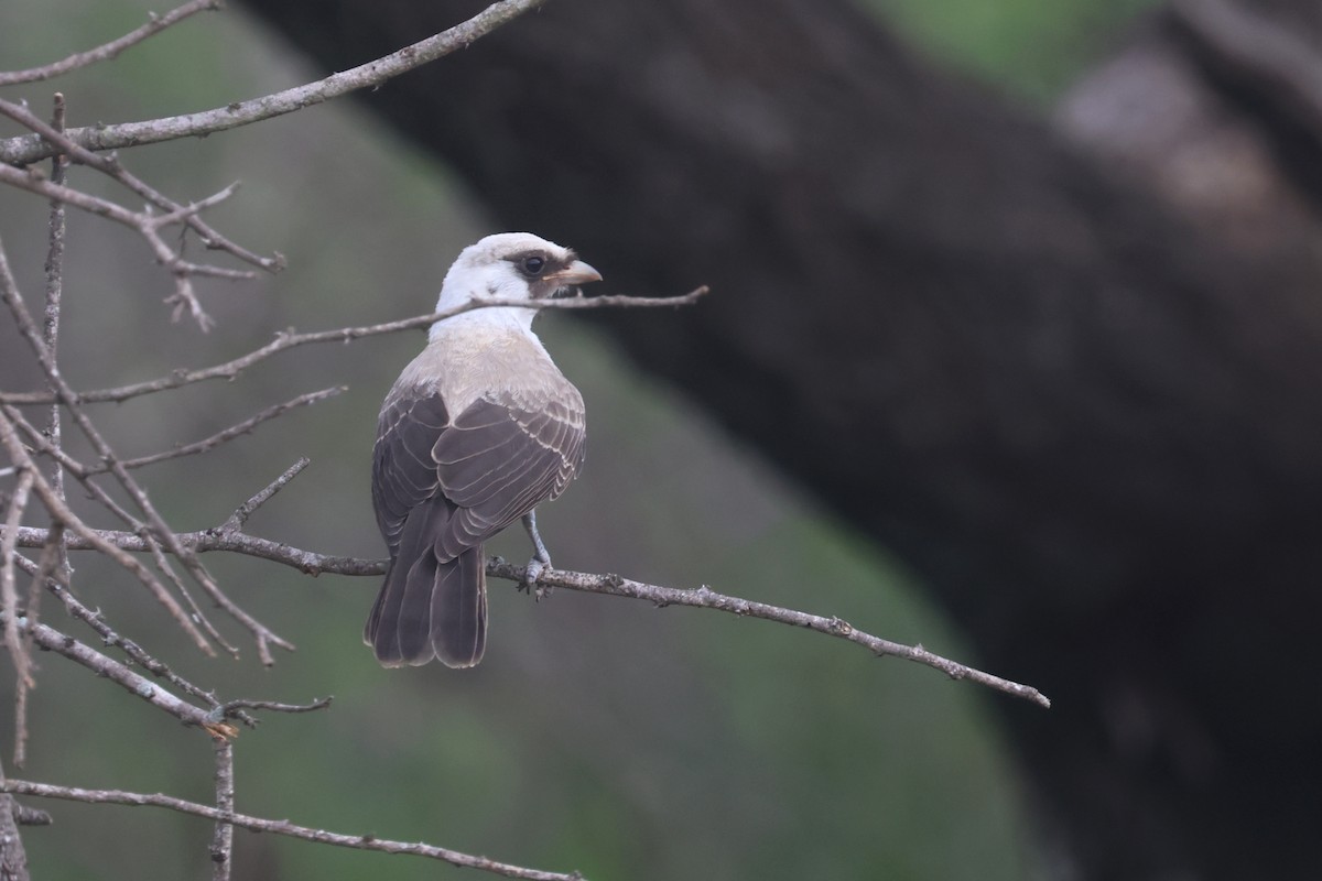 Weißscheitelwürger - ML646332158