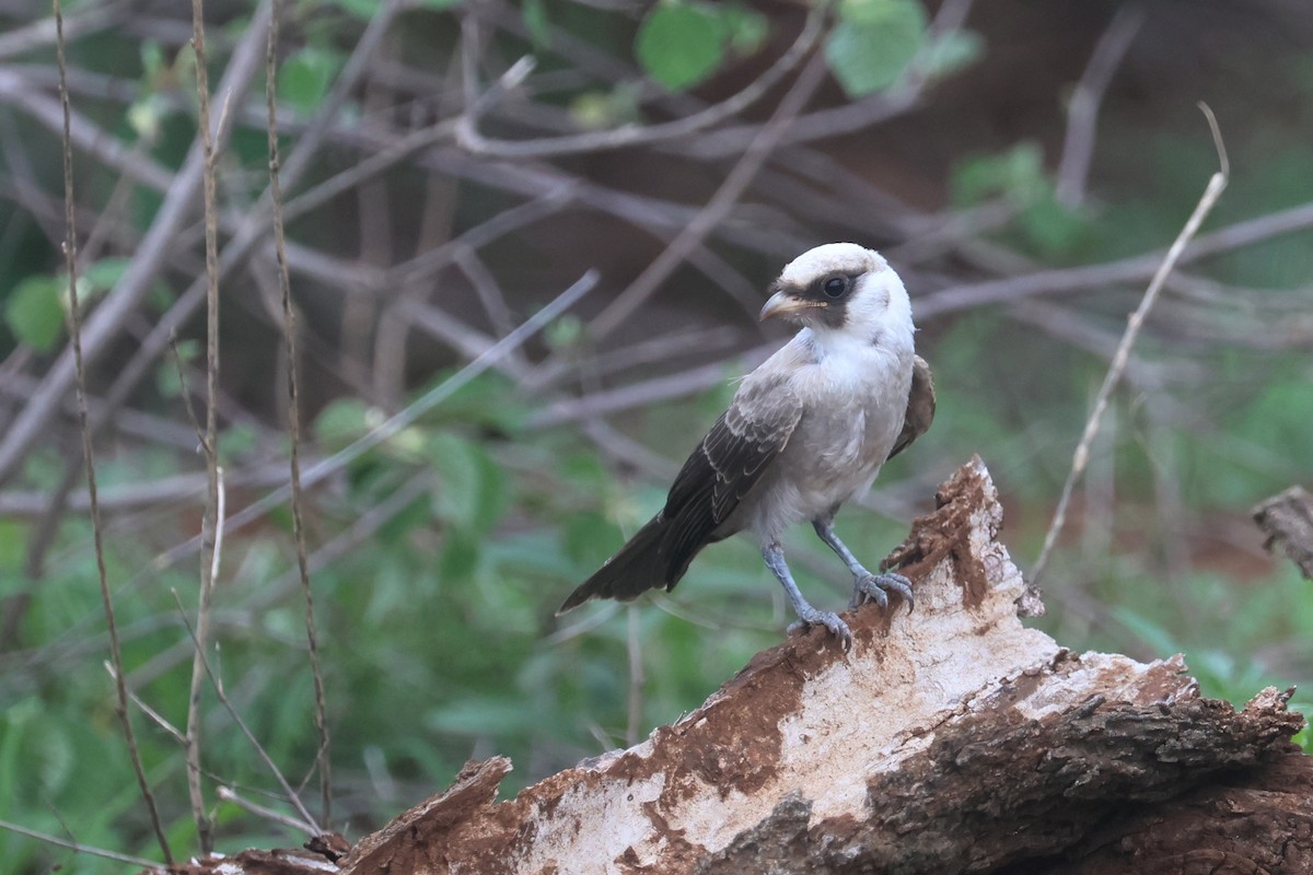 Weißscheitelwürger - ML646332159