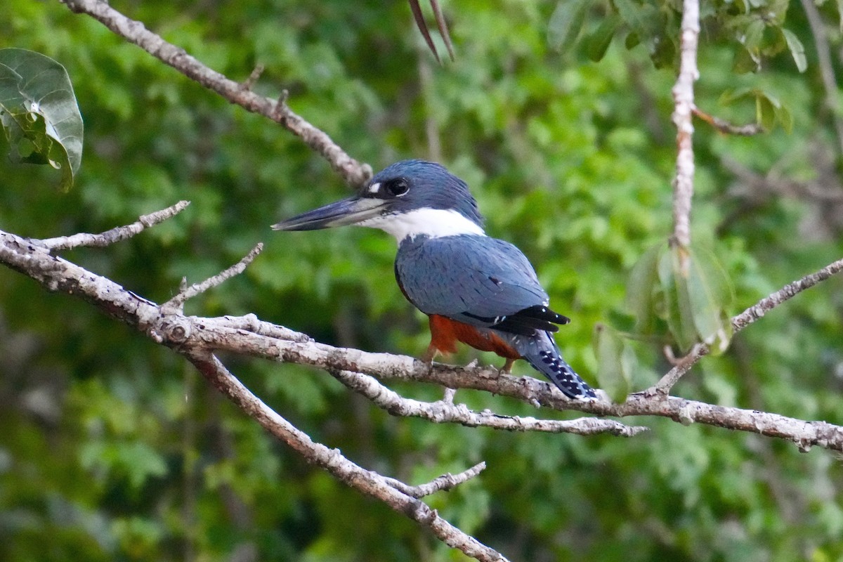 Ringed Kingfisher - ML646332160