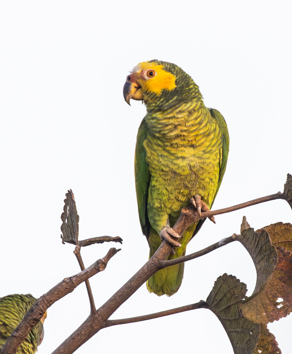Yellow-faced Parrot - ML646332161