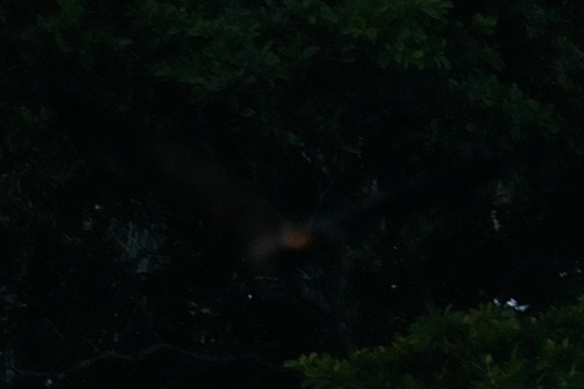 Black-collared Hawk - ML646332164