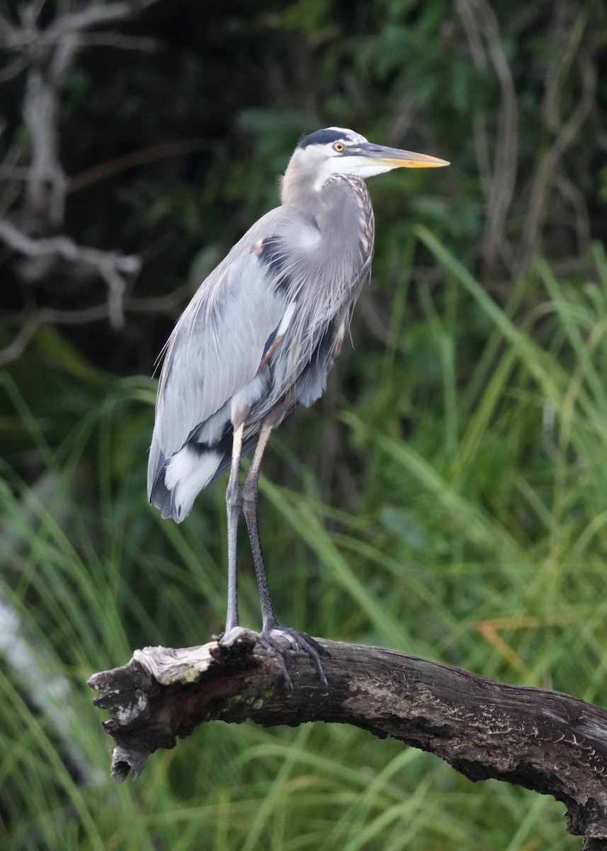 Great Blue Heron - ML646332165